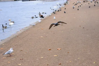 DSC_0649 (Large).JPG